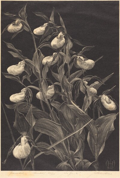 Frauenschuh (Lady's Slipper)