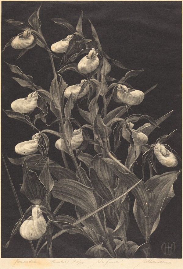 Frauenschuh (Lady's Slipper)