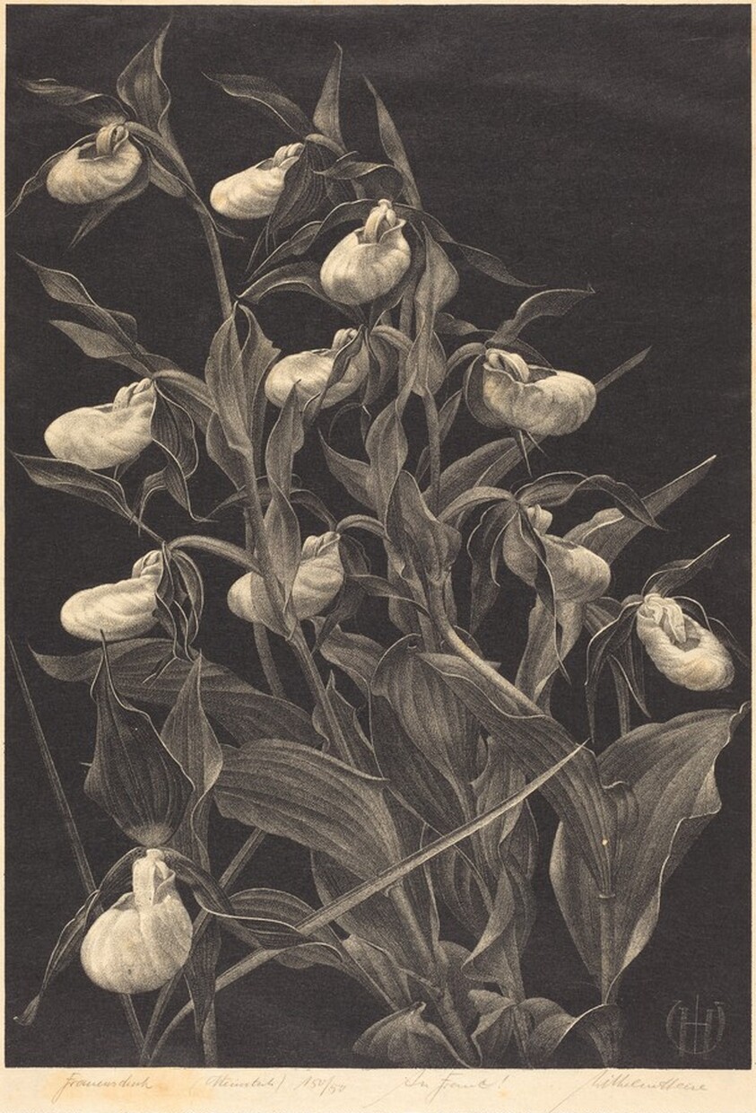 Frauenschuh (Lady's Slipper)