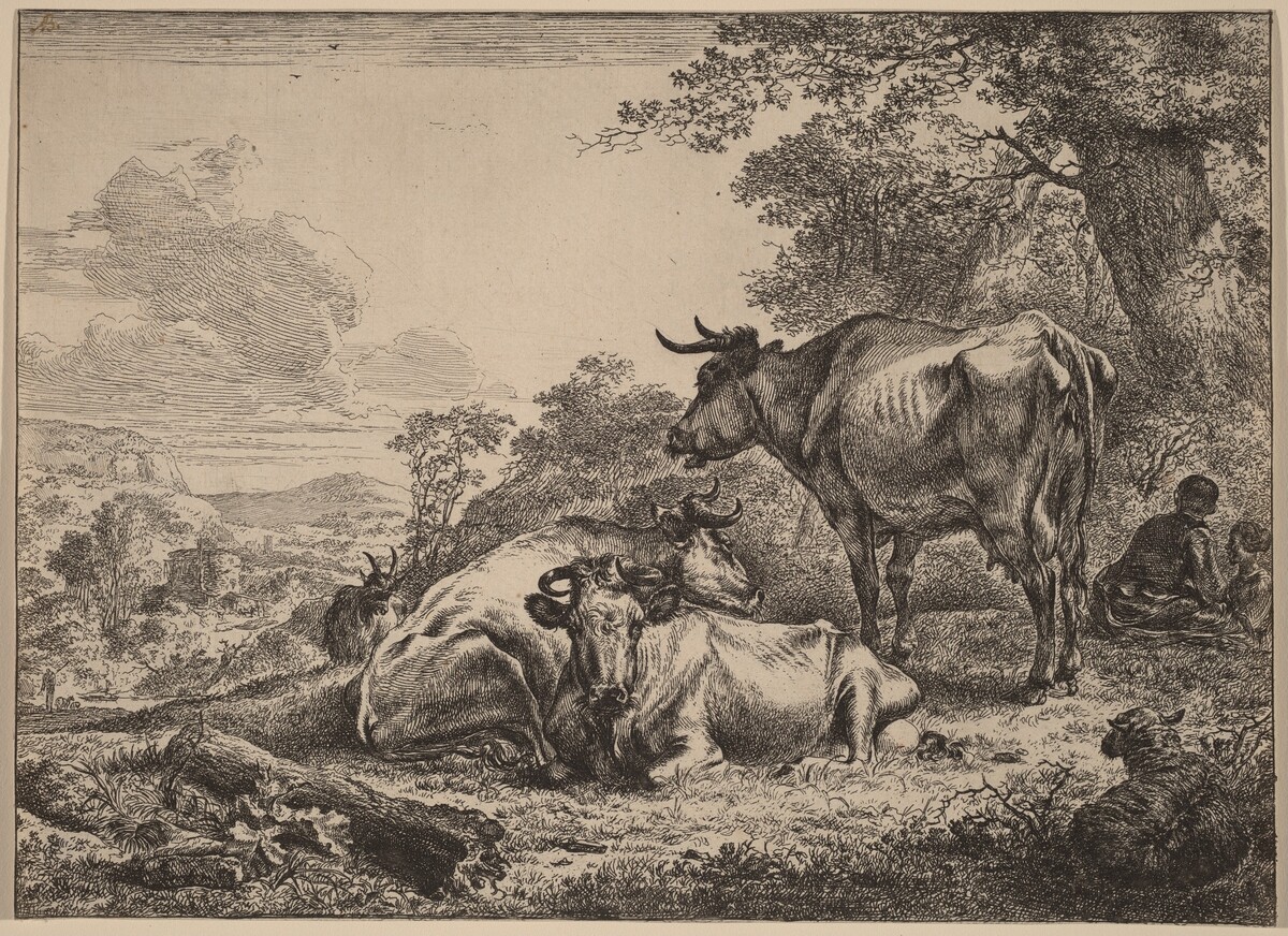 Resting Cows