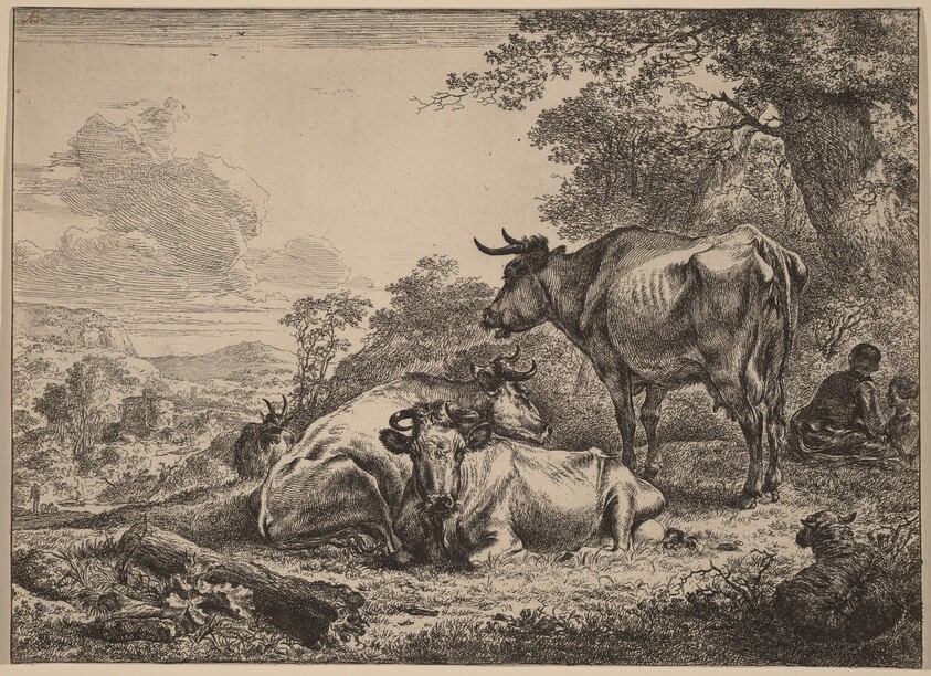 Resting Cows