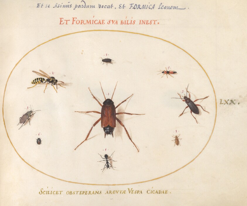 Plate 70: A Roach Surrounded by Insects