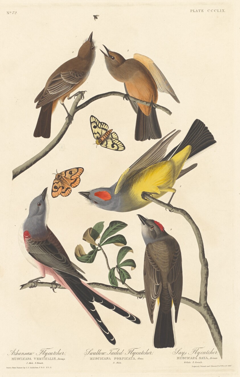 Arkansaw Flycatcher, Swallow-tailed Flycatcher and Says Flycatcher