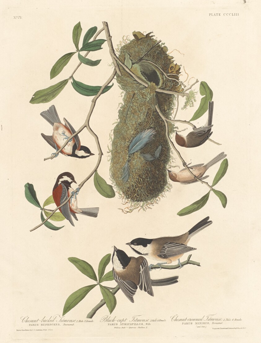 Chestnut-backed Titmouse, Black-capped Titmouse and Chestnut-crowned Titmouse