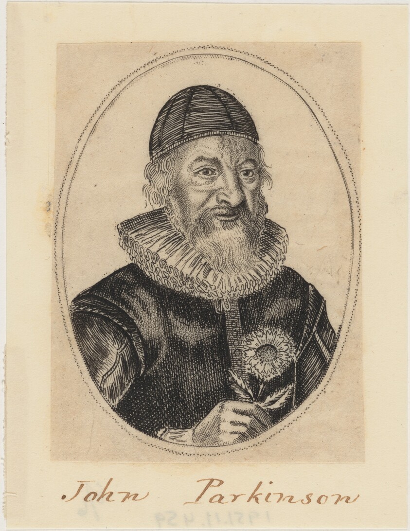 John Parkinson, Apothecary and Herbalist to James I