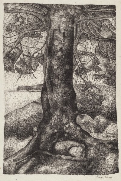 The Balsam Tree