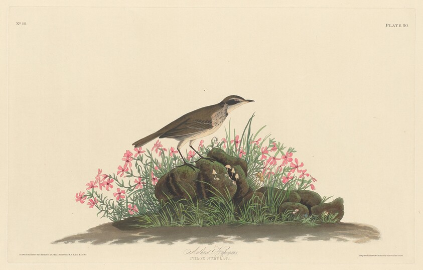 Prairie Titlark