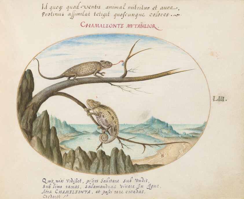 Plate 53: Two Common or Mediterranean Chameleons above San Sebastián, Spain