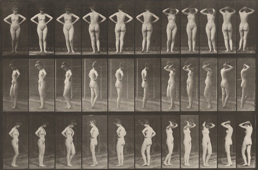 Plate Number 531. Various poses