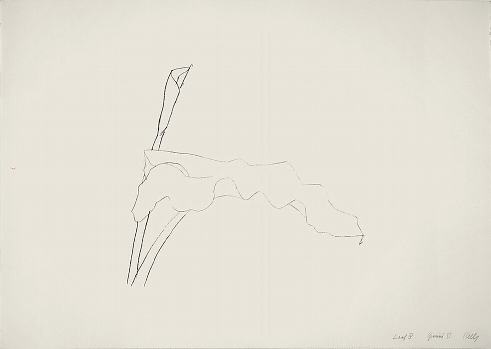The image contains two abstract, curved lines resembling leaves. One is tall and narrow on the left, and the other is irregular and wavy extending towards the right. The color palette is black lines on a white background. The taller form starts from the bottom left corner, while the wavy form extends horizontally across the upper center of the image.