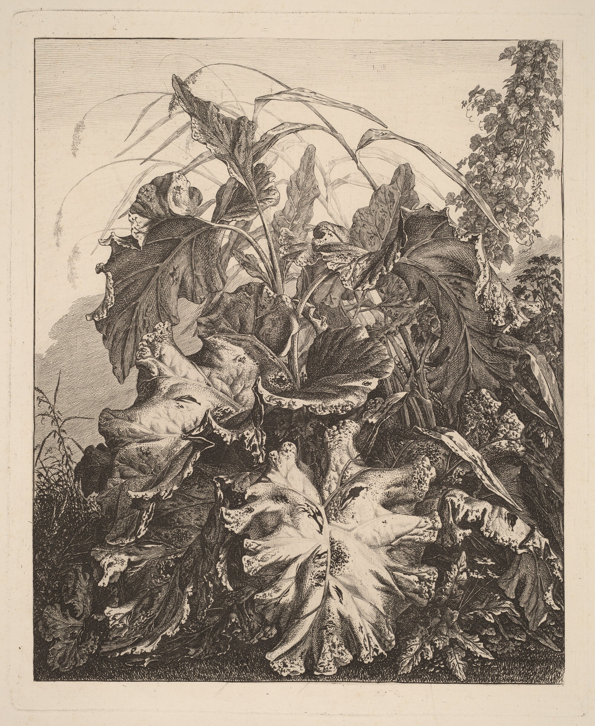 Foliage with Reeds, Carl Wilhelm Kolbe, c.1810