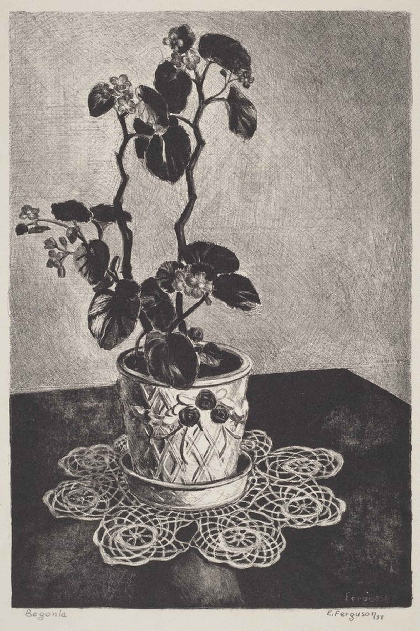 Begonia, Edward R. Ferguson, 1935