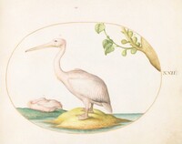 Plate 22: Two White Pelicans with a Sycamore Fig, Joris Hoefnagel, c.1575/1590s