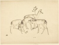 Deer, Robert Austin, 1929