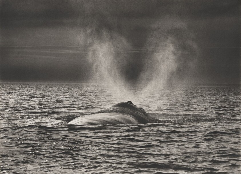 The southern right whale (Eubalaena australis) has two separate blow holes. As a result, a cloud of vapor in a distinctive V-shape appears when these whales surface. Valdés Peninsula. Argentina.