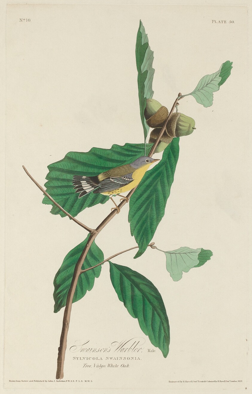 Swainson's Warbler