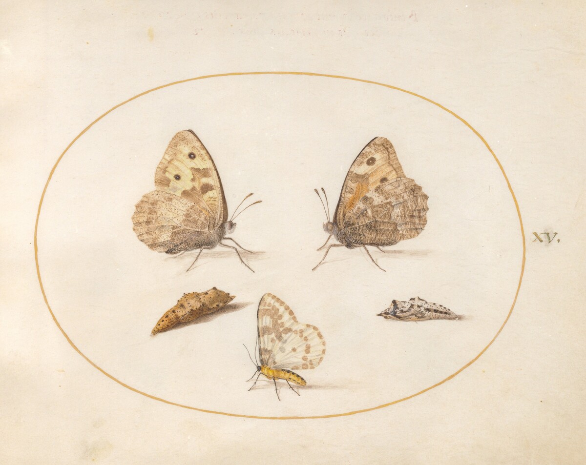 Plate 15: Grayling Butterfly, Magpie Moth, and Two Chrysalides