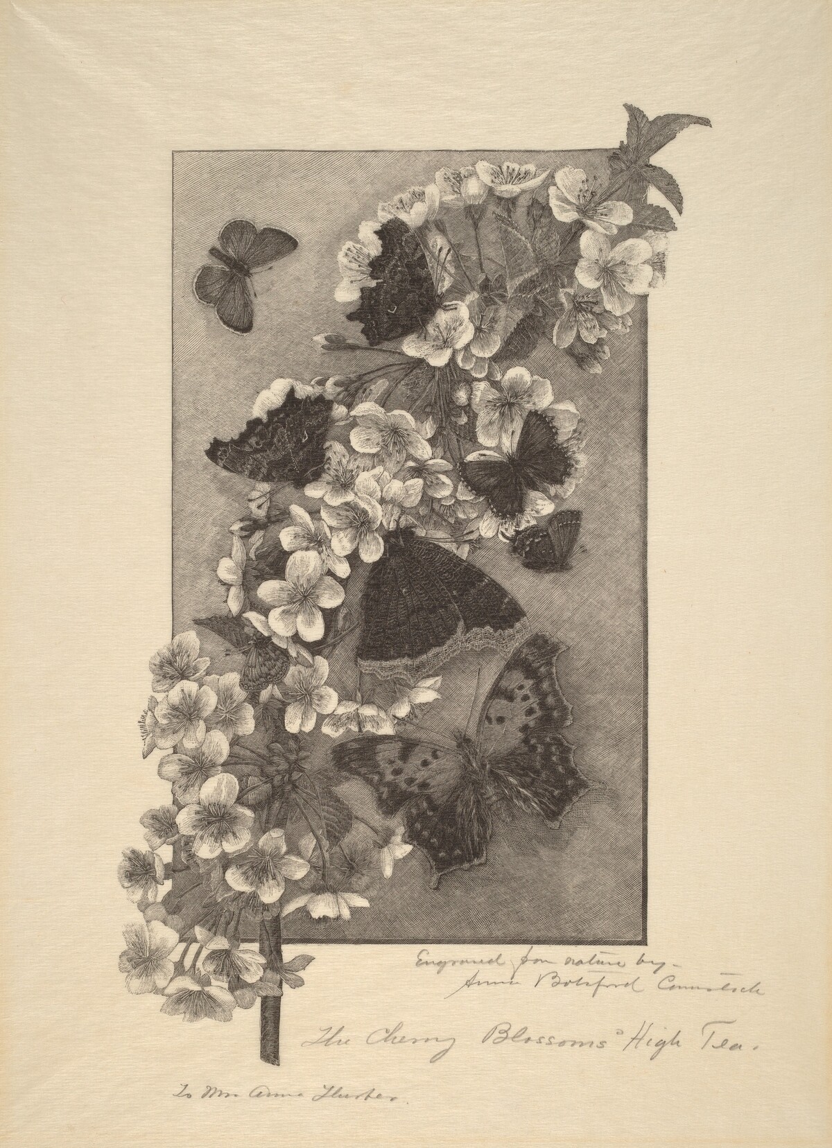 The Cherry Blossoms - High Tea