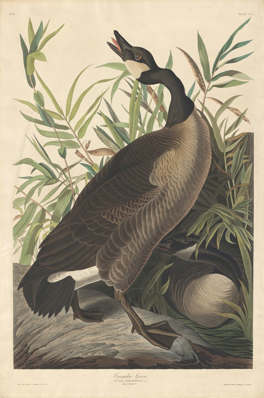 Canada Goose