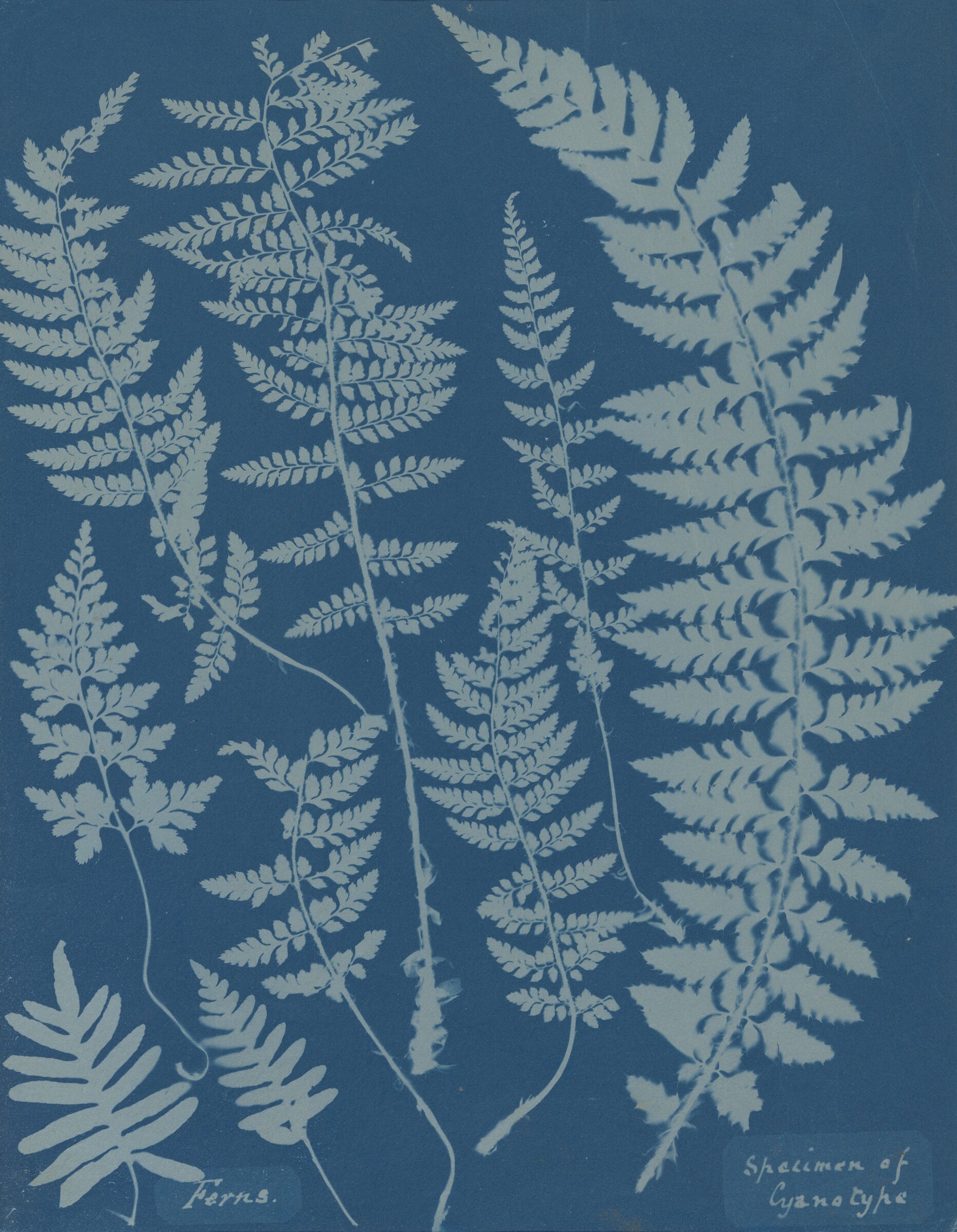 Ferns. Specimen of Cyanotype, Anna Atkins, 1840s