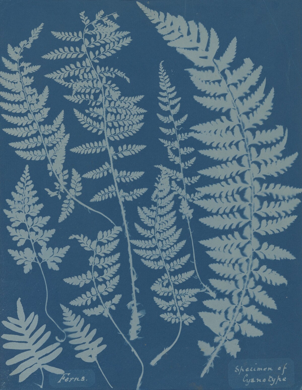 Ferns. Specimen of Cyanotype