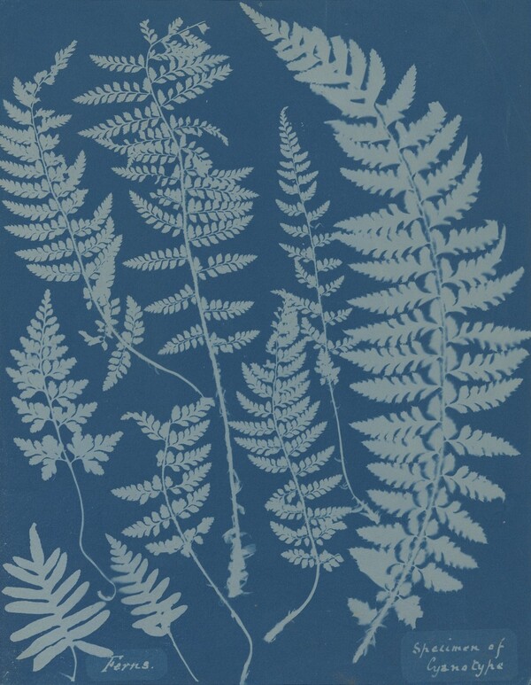 Ferns. Specimen of Cyanotype