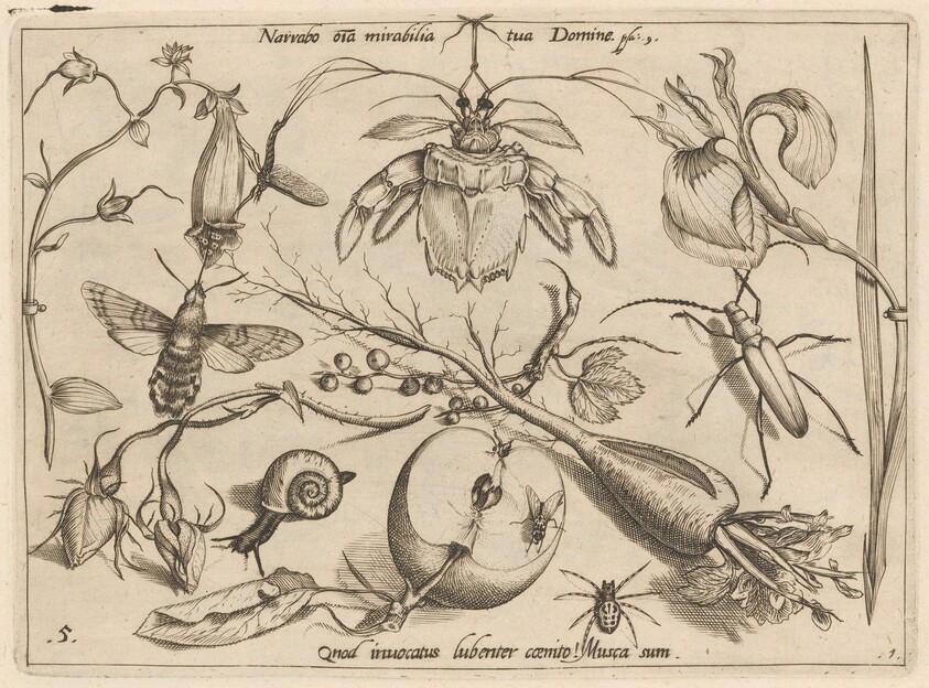 Archetypa studiaque patris Georgii Hoefnagelii [Part 1, Plate 5]