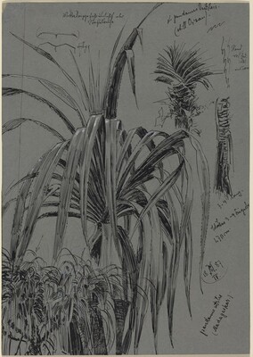 Studies of Screwpines from Madagascar