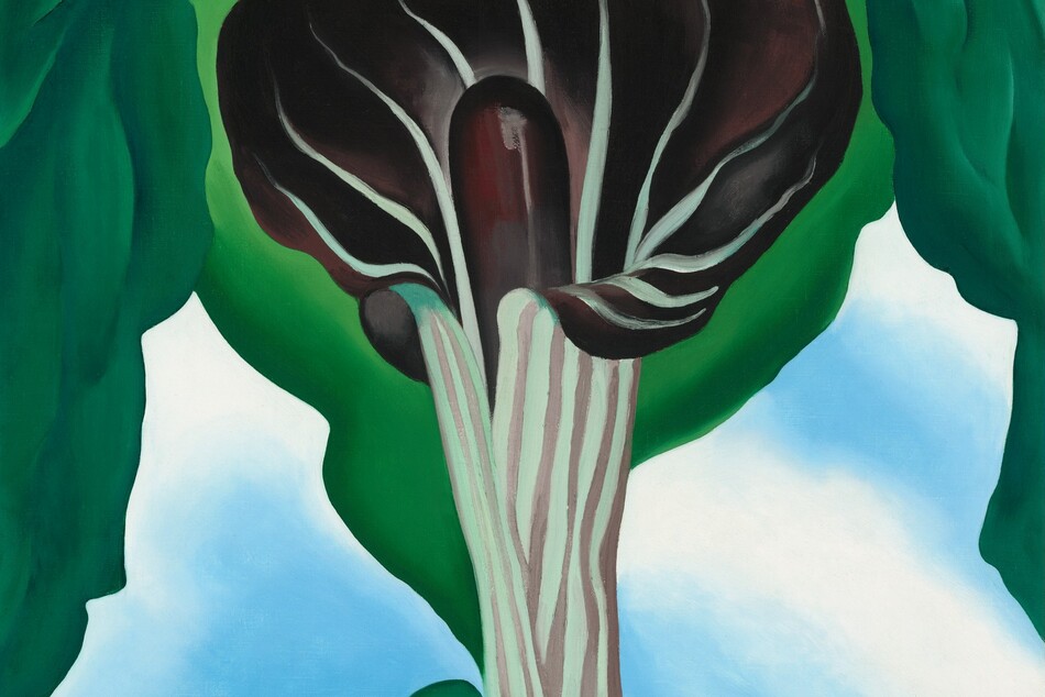 The curling, flaring petal of a jack-in-the-pulpit blossom wrapping around a vertical, elongated core nearly fills this vertical painting. The flower rises from a narrow base and is veined with white against dark, maroon red. It unfurls to reveal the deep maroon stamen within. Spring-green leaves span the lower edge of the composition, beneath the flower, and billow around the blossom, across the top of the painting. A soft blue and white background recalls clouds in a bright sky.