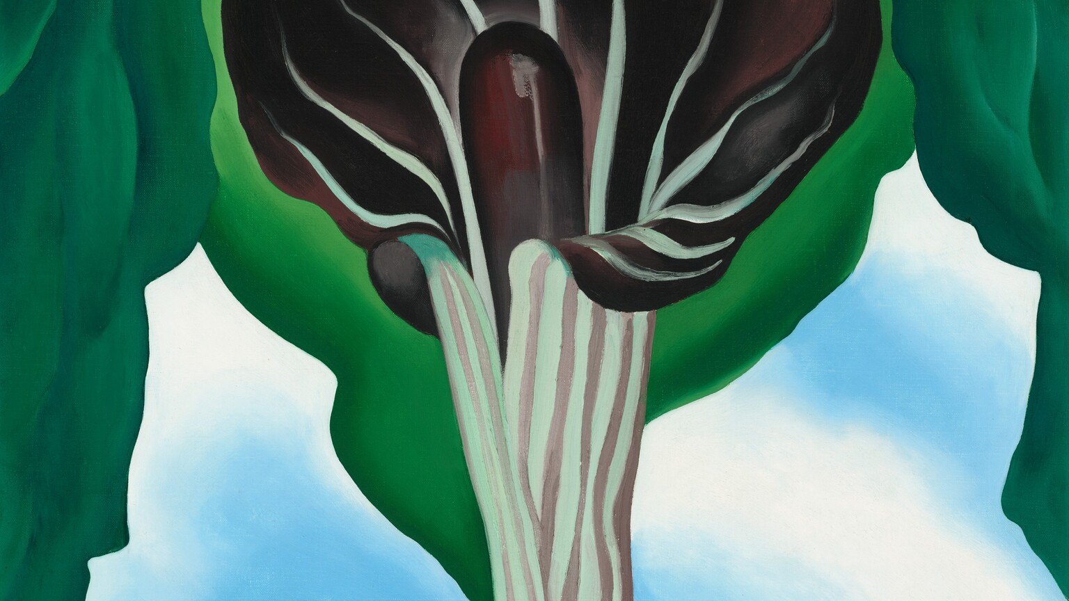 The curling, flaring petal of a jack-in-the-pulpit blossom wrapping around a vertical, elongated core nearly fills this vertical painting. The flower rises from a narrow base and is veined with white against dark, maroon red. It unfurls to reveal the deep maroon stamen within. Spring-green leaves span the lower edge of the composition, beneath the flower, and billow around the blossom, across the top of the painting. A soft blue and white background recalls clouds in a bright sky.