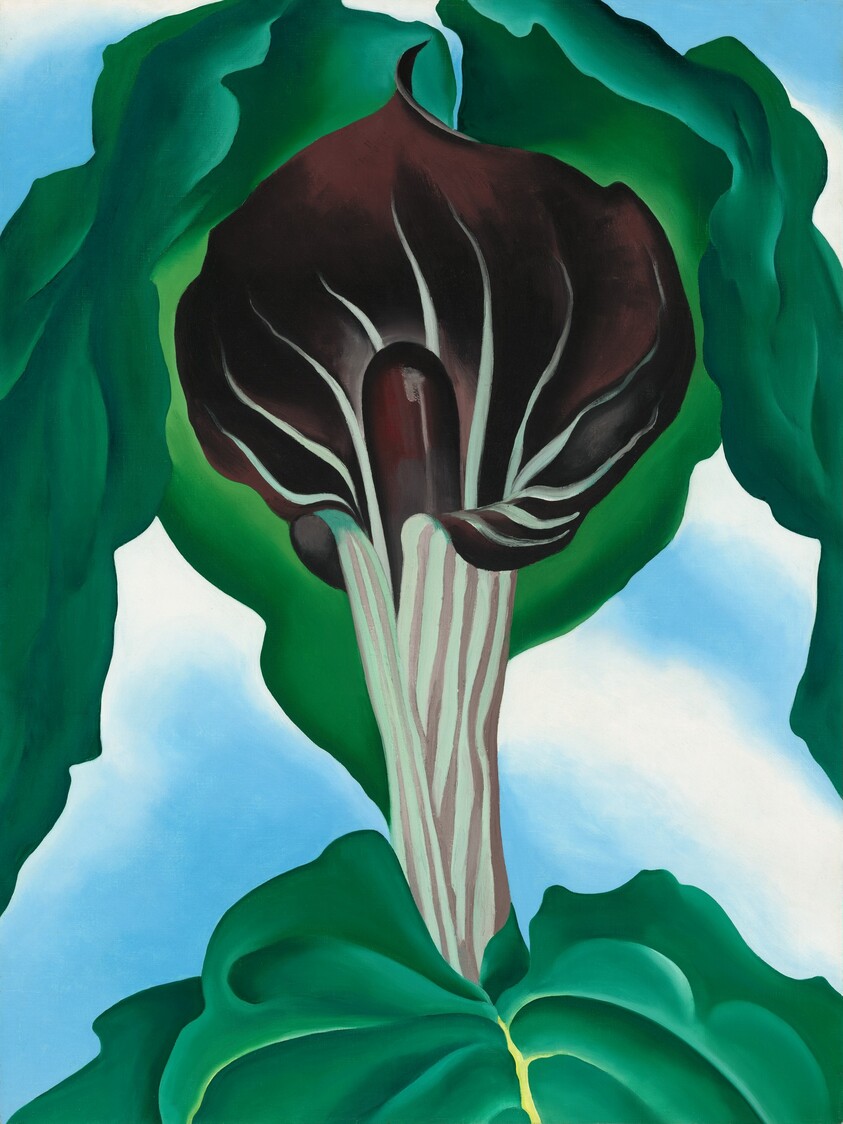 Jack-in-the-Pulpit No. 3