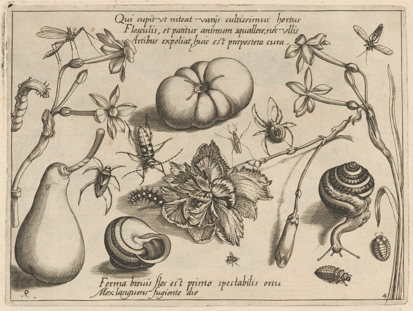 Archetypa studiaque patris Georgii Hoefnagelii [Part 4, Plate 9]