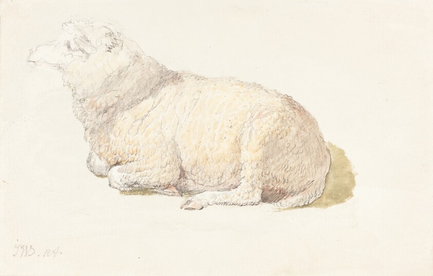 A Sheep Resting