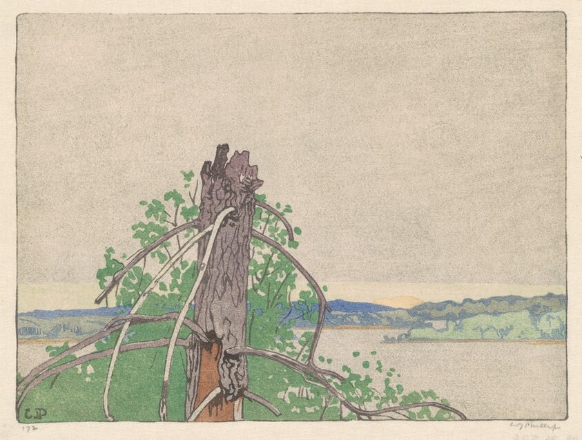 Stump—Lake of the Woods