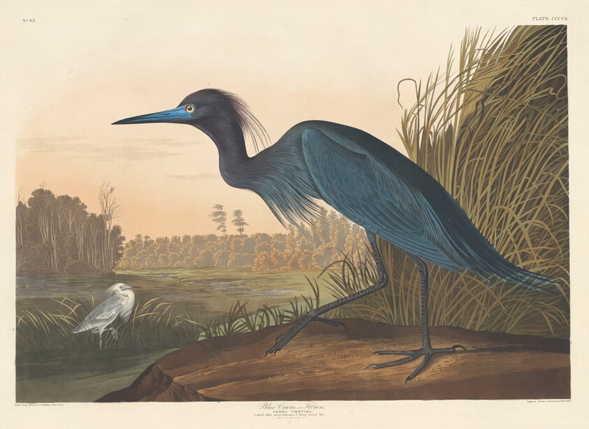Blue Crane or Heron