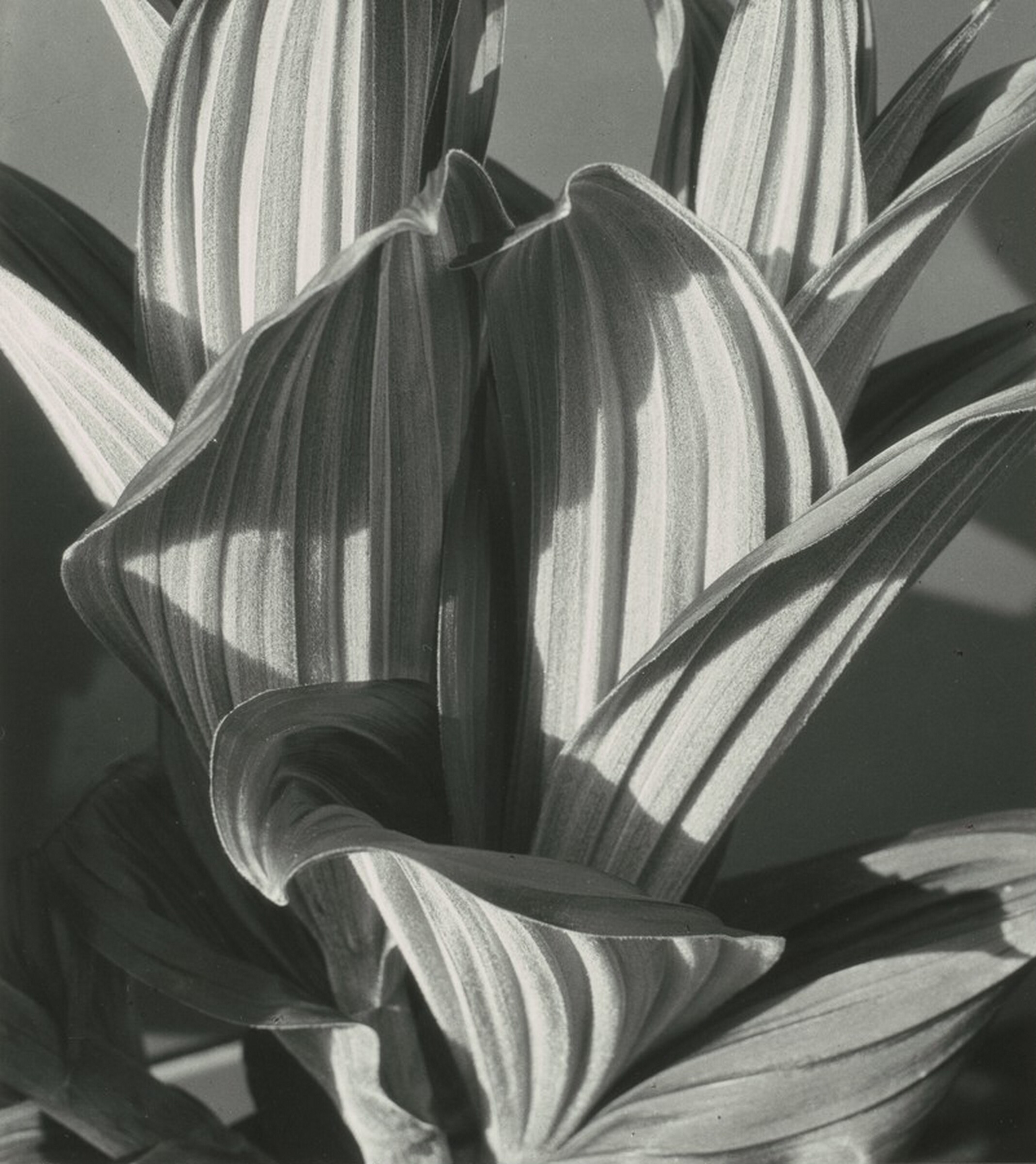 False Hellebore, Imogen Cunningham, 1926