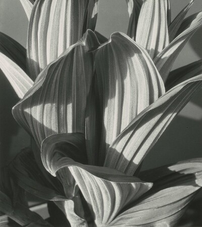 False Hellebore