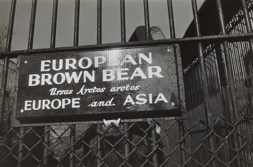 Central Park Zoo--New York City