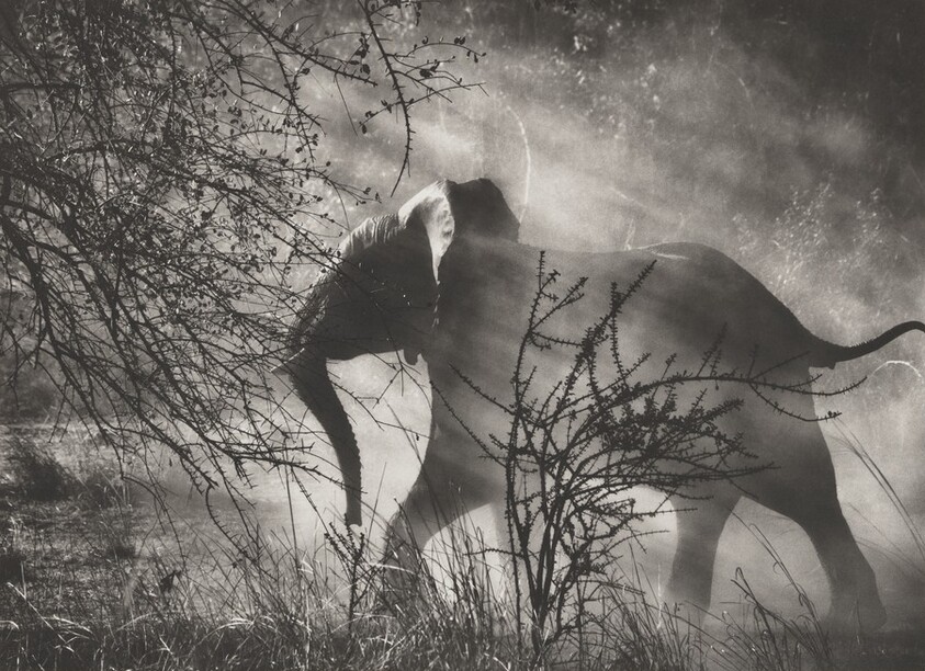 Since elephants (Loxodonta africana) are hunted by poachers in Zambia, they are scared of humans and vehicles, they usually run quickly into the bush. Kafue National Park, Zambia.