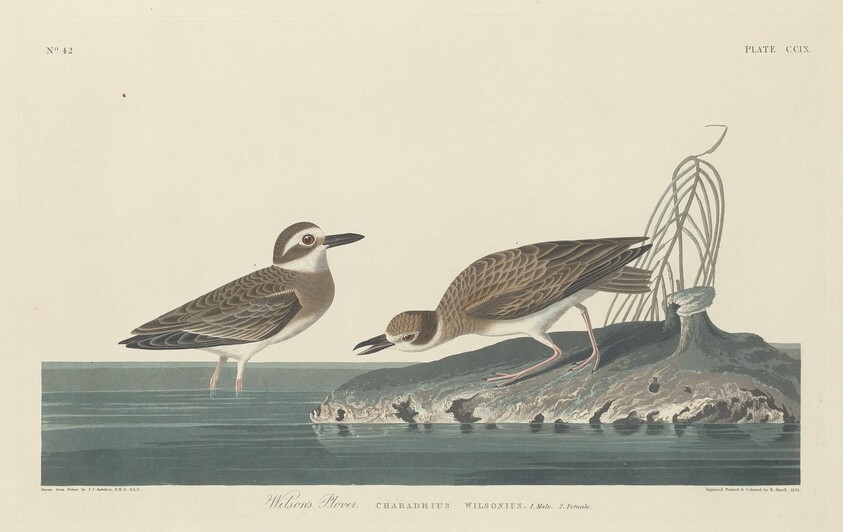 Wilson's Plover