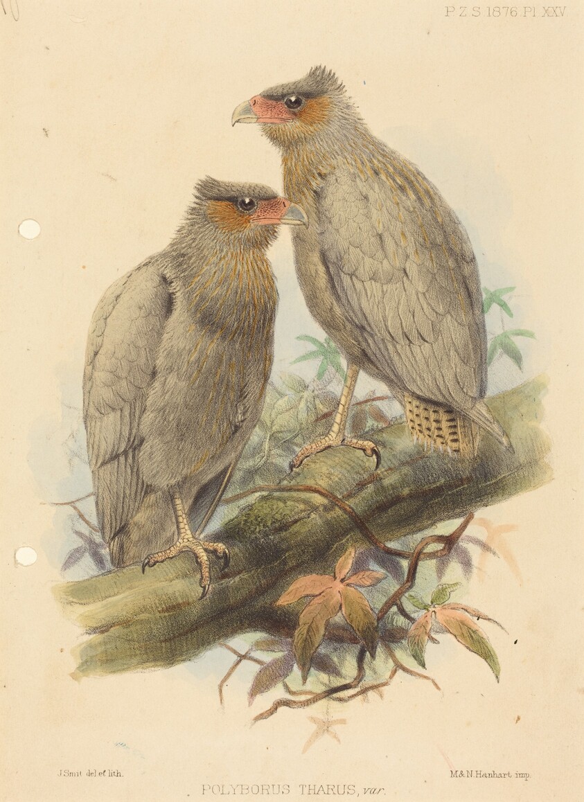 Polyborus Tharus, Var.