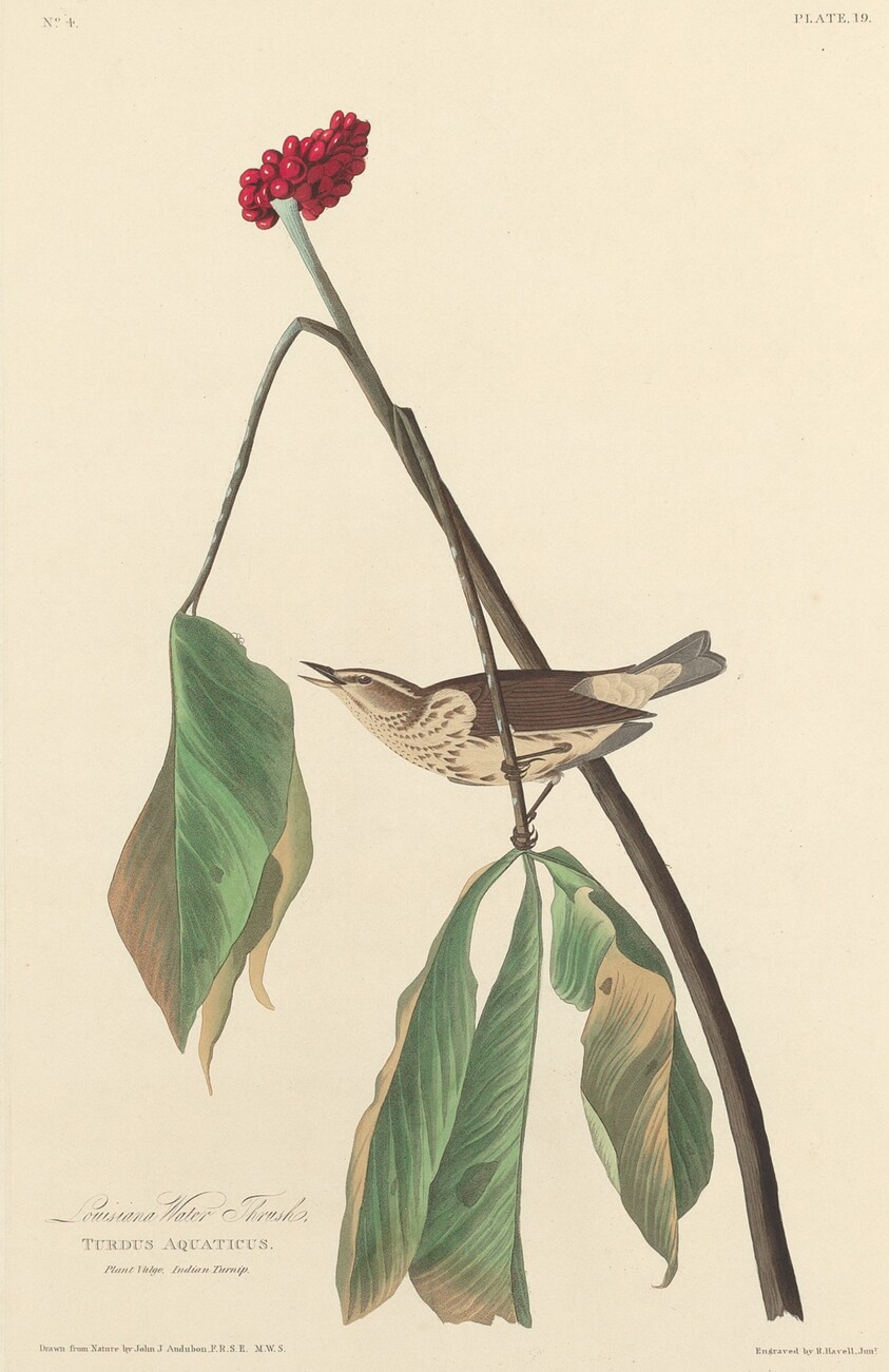 Louisiana Water Thrush