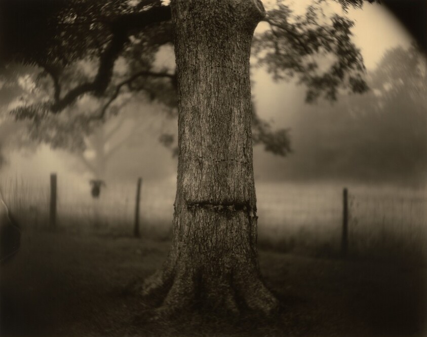 Deep South, Untitled (Scarred Tree)
