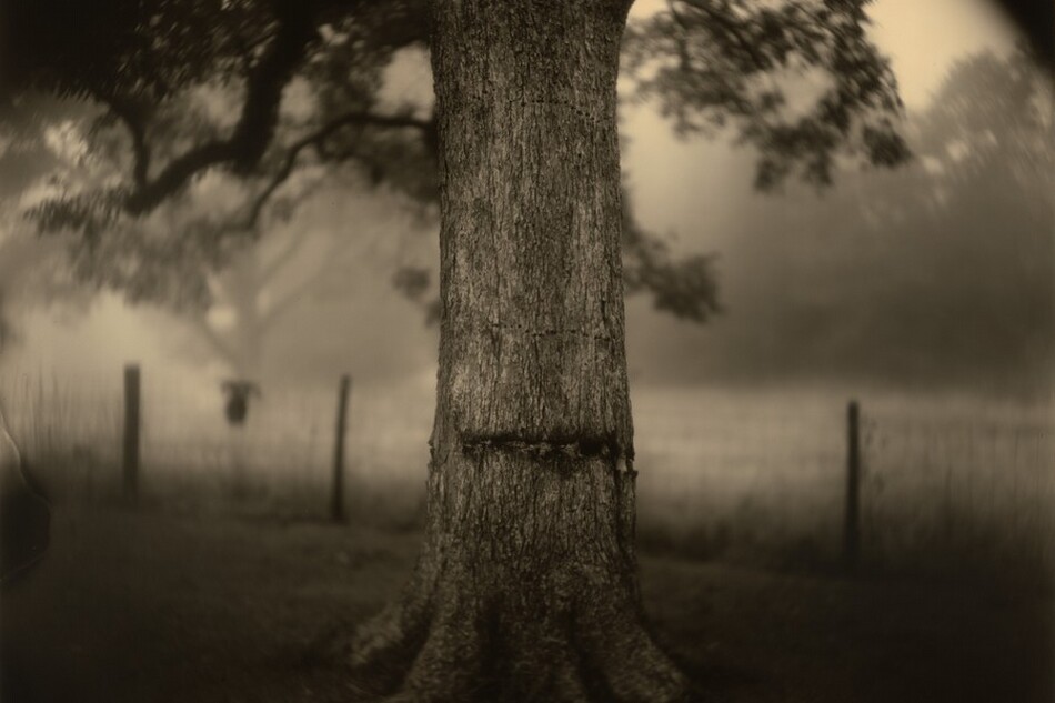 A tree trunk spanning the height of this horizontal photograph is scarred across its middle with a long, dark gash near its roots. The image is monochromatic like a black and white photograph but the white has a warm, almost golden ivory glow. The details of the trunk are crisp, in focus, while the wire fence, field, and trees in the background are blurry. The tree’s branches dip into the scene from the top edge of the photograph, and they are also out of focus. The top corners of the view are rounded, and filled in with black.