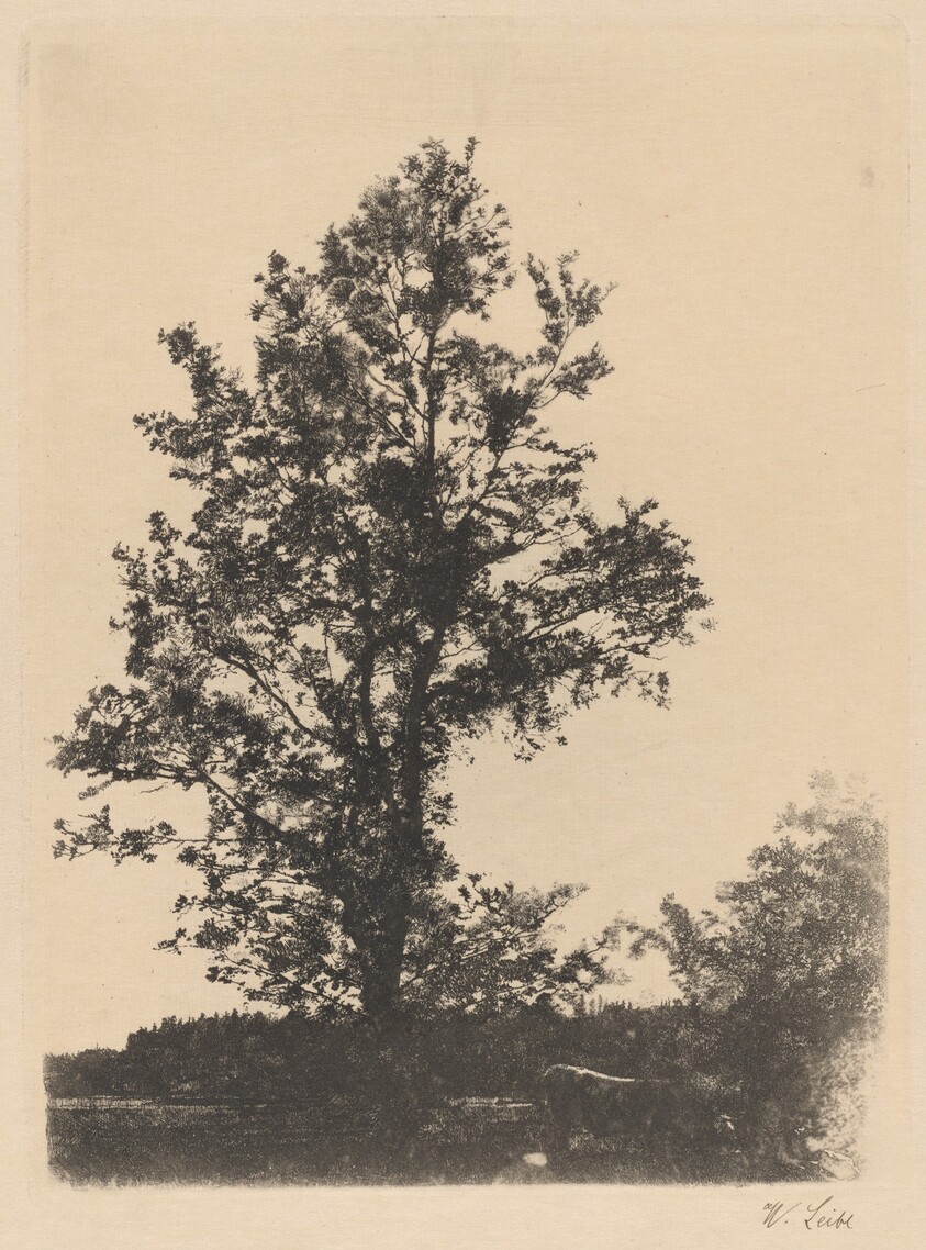 The Large Tree