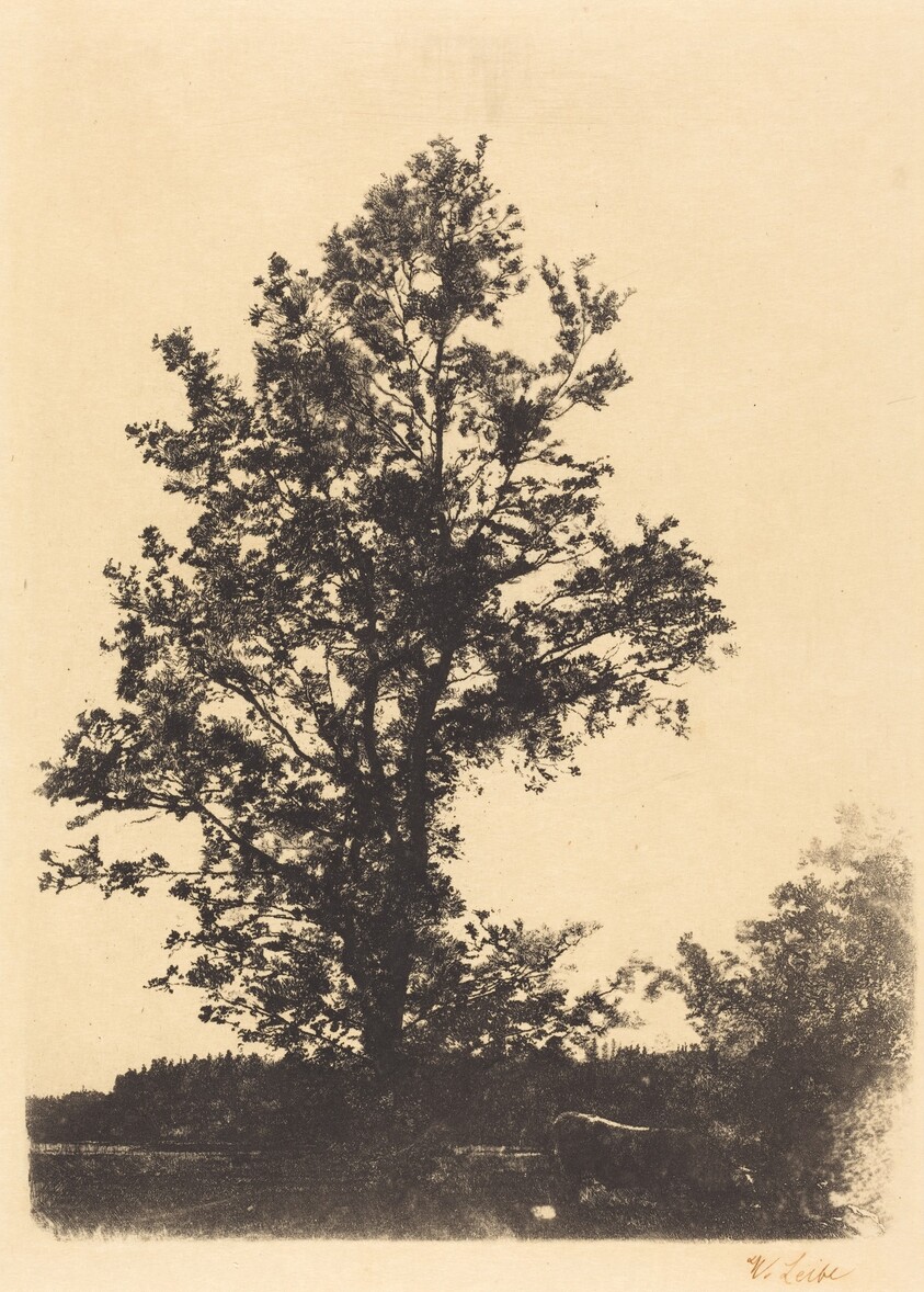 The Large Tree