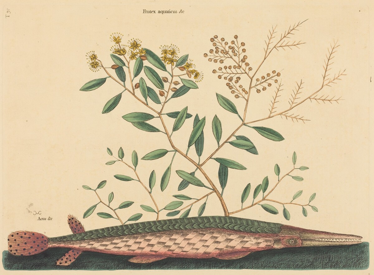 The Green Gar Fish (Esox osseus)