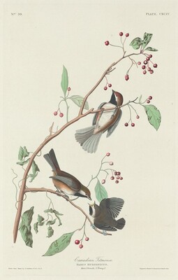 Canadian Titmouse, Robert Havell after John James Audubon, 1834