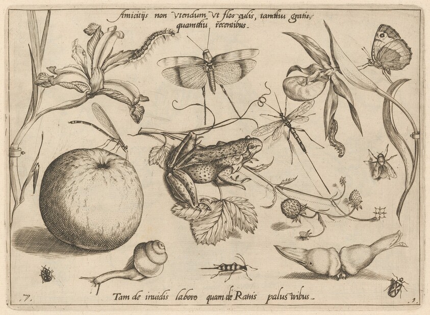 Archetypa studiaque patris Georgii Hoefnagelii [Part 1, Plate 7]