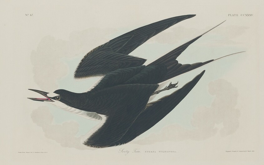 Sooty Tern